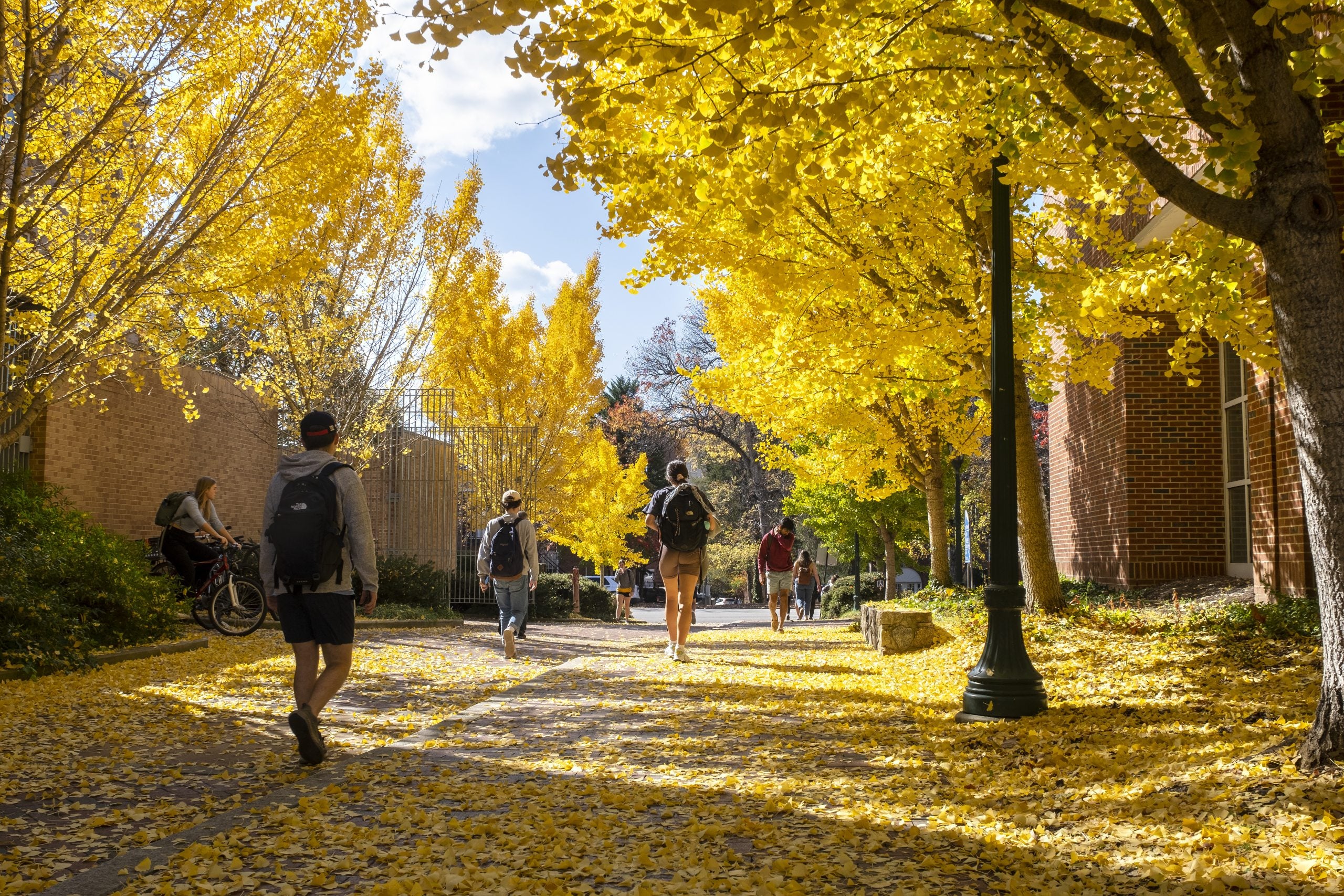 Students walking down a brick pathway between Kenan Music Building and Hanes Art Center by the Gingko trees with yellow leaves during autumn on the campus of UNC-Chapel Hill.