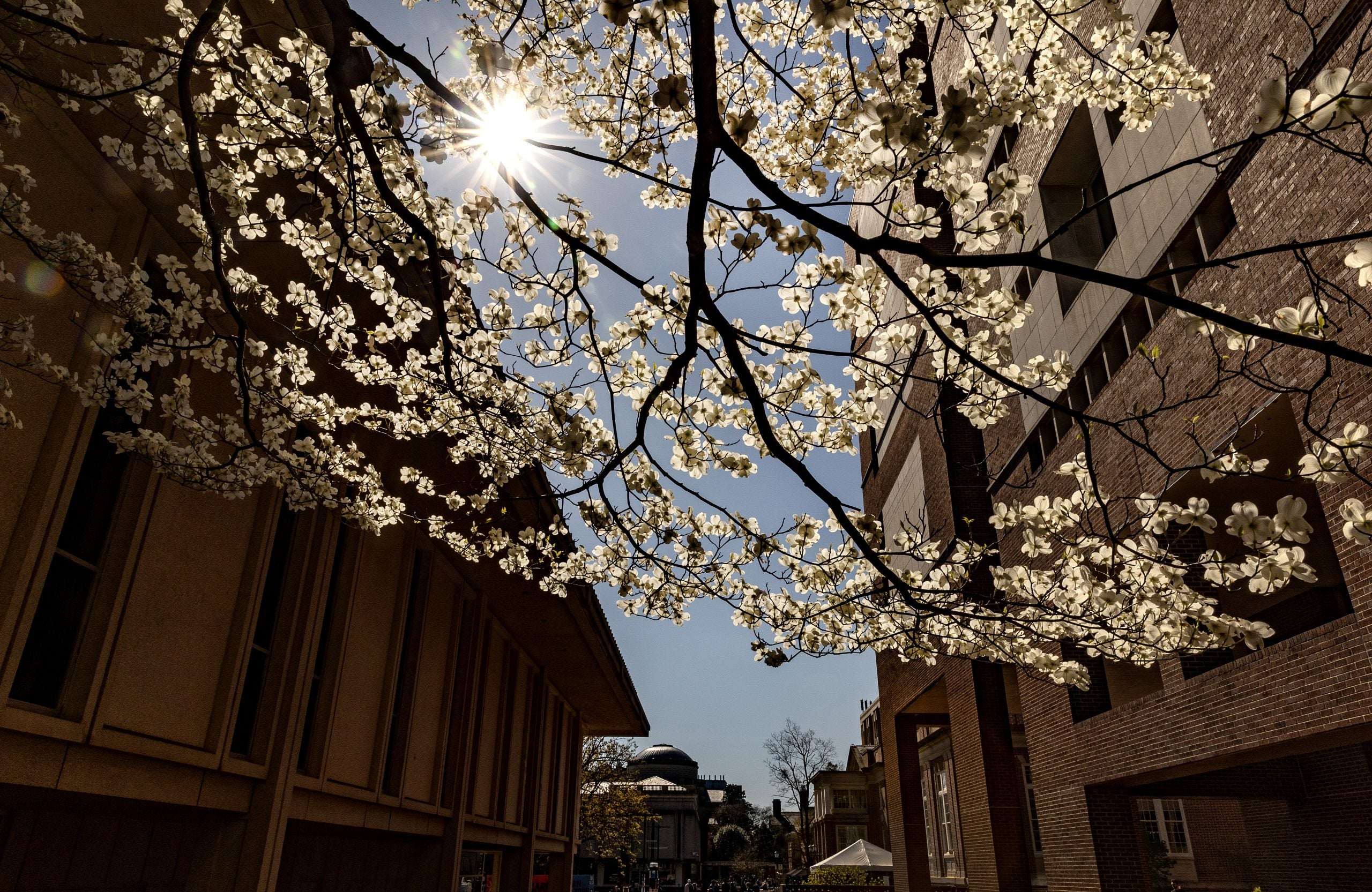 Springtime white leaves on a low-hanging branch of a tree in between two buildings. The sun shines in the upper left corner.