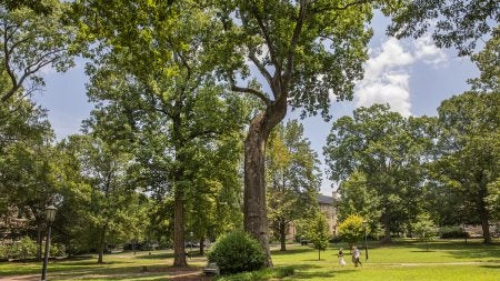 Davie Poplar tree on McCorkle place.