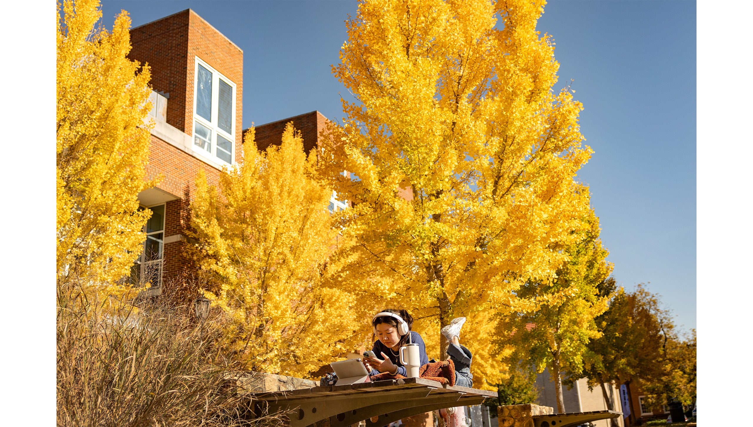 A student relaxing on a bench near Hanes Art Center on the campus of UNC-Chapel Hill with rows of yellow Ginkgo trees seen in the background.