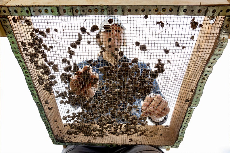 A woman holding up a board with excavated material resting atop it.