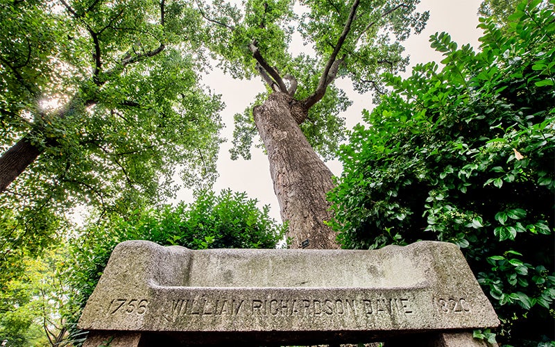 Davie Poplar tree on campus of UNC-Chapel Hill on McCorkle Place.