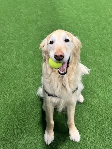 Remington with a tennis ball in mouth.