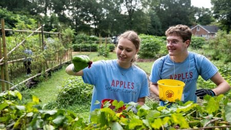 Two UNC-Chapel Hill students working in the Carolina Community Garden.